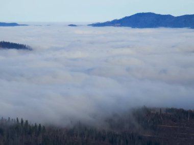 Ormanda güzel manzara