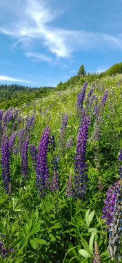 Bahçedeki güzel çiçekler