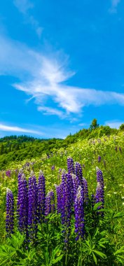 Tarlada lupin çiçeği