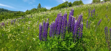 Bir yaz gününde, lupinlerin güzel çiçekleri