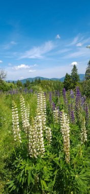 Dağlardaki mavi bulutlu gökyüzünün arka planında çiçek açan yaz manzarası