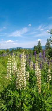 Bahçedeki güzel çiçekler