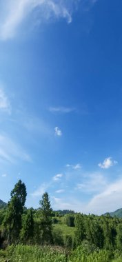 yeşil ağaçlar ve mavi gökyüzü