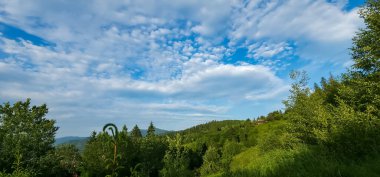 Ormanın güzel manzarası