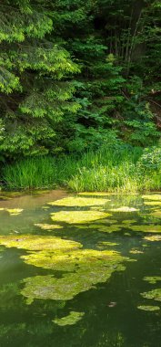 Parktaki yeşil orman.