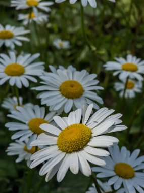 Bahçedeki beyaz papatya çiçeklerini kapat..