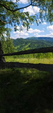 Bulutlu bir gökyüzünün arka planında yeşil bir ağacın dikey görüntüsü