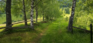 Ormandaki yeşil ağaçlar, yaz manzarası