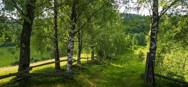 Ormanda yeşil ağaçlar.