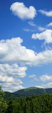 Ormanın güzel manzarası