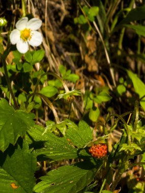 Güneşli yaz gününde ormanda beyaz yapraklı güzel kırmızı bir çiçek.
