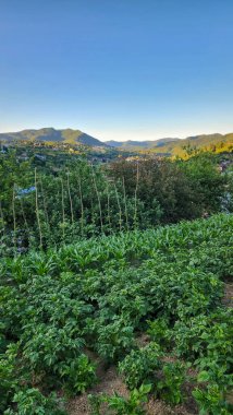 Arka planda yeşil bitkiler ve ağaçlar