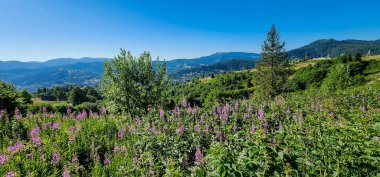 Karpatların yaz dağlarındaki manzarası.