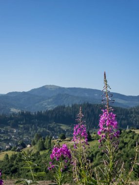 Karpatlar 'da güzel bir yaz manzarası.