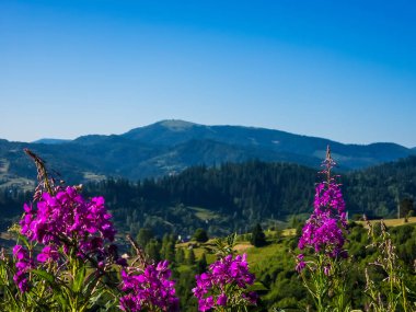 Karpatlar 'da bir dağ yamacında güzel çiçekler