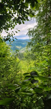 Ağaçları ve bitkileri olan güzel yeşil orman