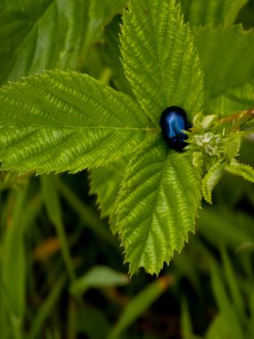 Güneşli bir günde bahçede üzümlü mavi kuşüzümü.