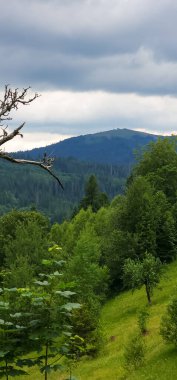 Ormanda nehri olan güzel bir manzara.