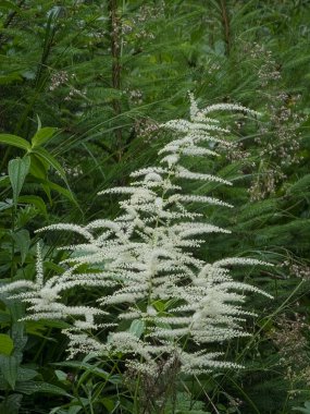 Bahçede beyaz çiçekler