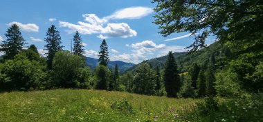 Dağ ormanlarının yaz manzarası