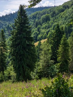Uzun ağaçları ve yeşilliği olan yeşil bir ormanın dikey görüntüsü.