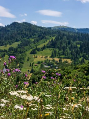 güzel yaz peyzaj Karpat Dağları