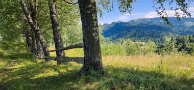 Güzel yeşil ormanlı yaz manzarası