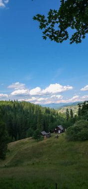 Ormanın güzel manzarası