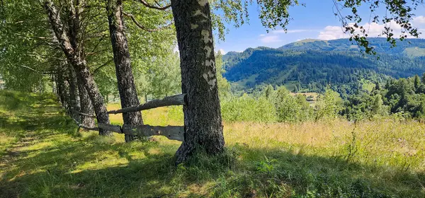 Güzel yeşil ormanlı yaz manzarası