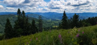 Arka planda yeşil çimenler ve mavi gökyüzü olan güzel yaz manzarası