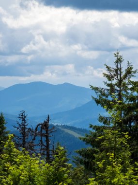 Slovakya 'da yazın yeşil orman