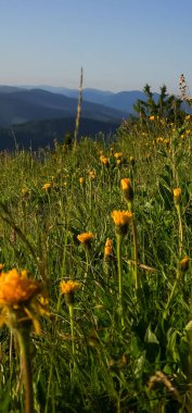 Tarladaki güzel çiçekler