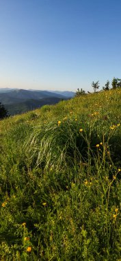 Yeşil çimenler ve dağlarla güzel bir yaz manzarası