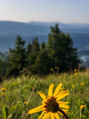 Güzel çiçekler, doğa arka planı