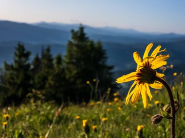 Sarı çiçek gün batımında tarlada