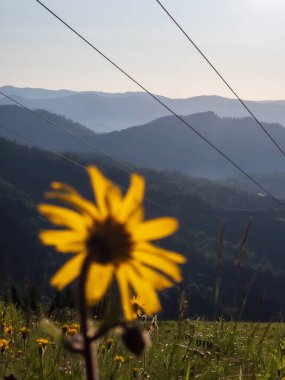 Dağlarda açan çiçeğin güzel bir görüntüsü.