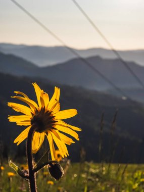 Bir dağın önündeki ayçiçeğinin güzel bir görüntüsü.