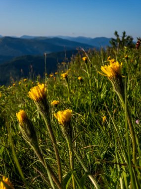 Karpatlar manzarada yaz