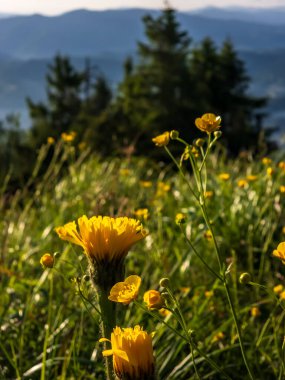 Yazın dağ manzarası
