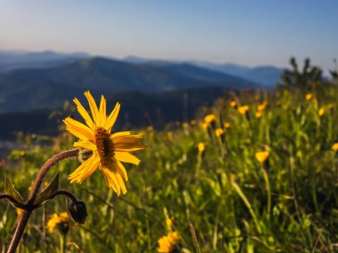 Dağlarda güzel çiçekler