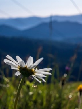 Dağların arkasındaki tarlada beyaz papatyalar.