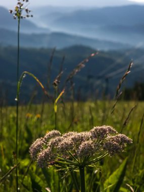 Arkasında bir dağ olan güzel bir manzara.