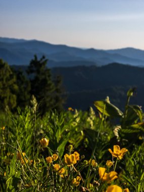Dağlarda güzel çiçekler