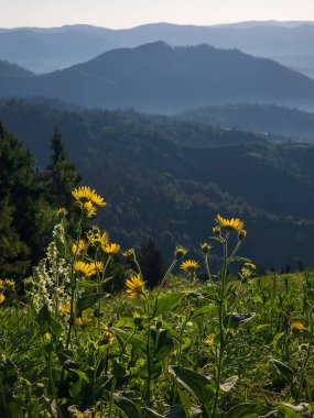 Çiçekler ve dağlarla dolu güzel bir yaz manzarası