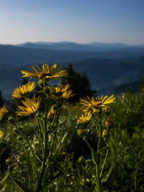 Dağlarda güzel çiçekler