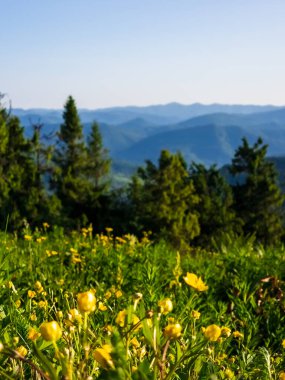 Bir dağ vadisinde güzel çiçekler