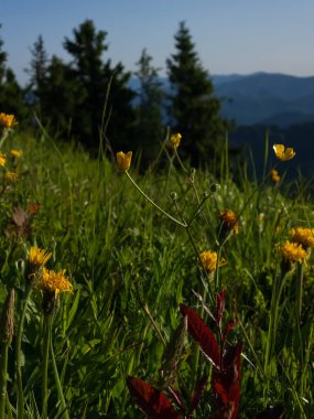 Çayırdaki sarı çiçekler