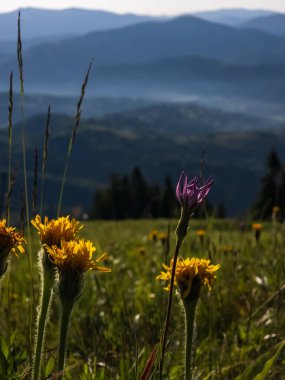 Dağlarda güzel çiçekler