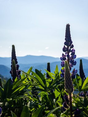 Lupines çiçekleri ve mavi gökyüzü arkaplanı