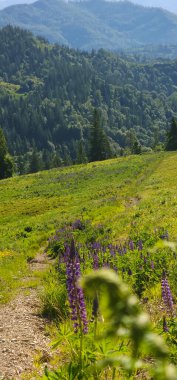 Ormanda güzel çiçekler